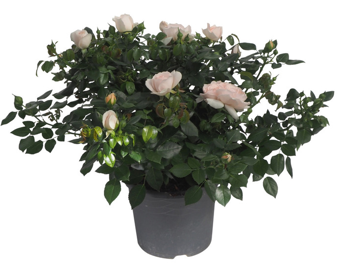 Haverose i 19 cm potte